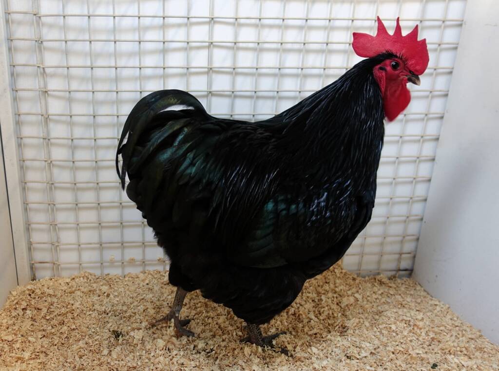 Champion Poultry Award Fiona Whan Champion Heavy Breed / Reserve Champion Poultry Most Outstanding Exhibit Award Fiona Whan Reserve Champion, Alice Springs Show 2023