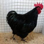 Champion Poultry Award Fiona Whan Champion Heavy Breed / Reserve Champion Poultry Most Outstanding Exhibit Award Fiona Whan Reserve Champion, Alice Springs Show 2023