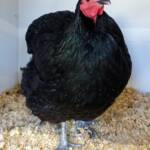 1st Prize Poultry Award Craig Whan Class P6 - Australorp (female) & Reserve Champion Heavy Breed Large Fowl Award - Most Outstanding Exhibit Craig Whan, Alice Springs Show 2023