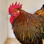 Wyandotte Chicken, Alice Springs Show 2023