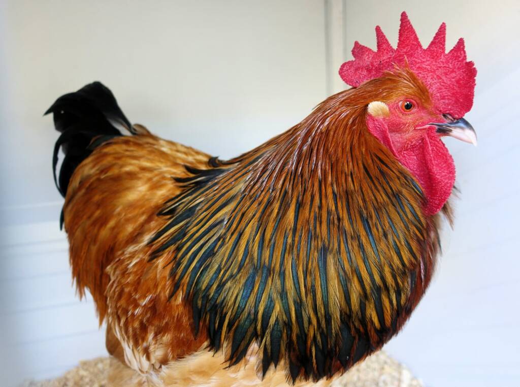 Wyandotte Chicken, Alice Springs Show 2023