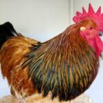Wyandotte Chicken, Alice Springs Show 2023