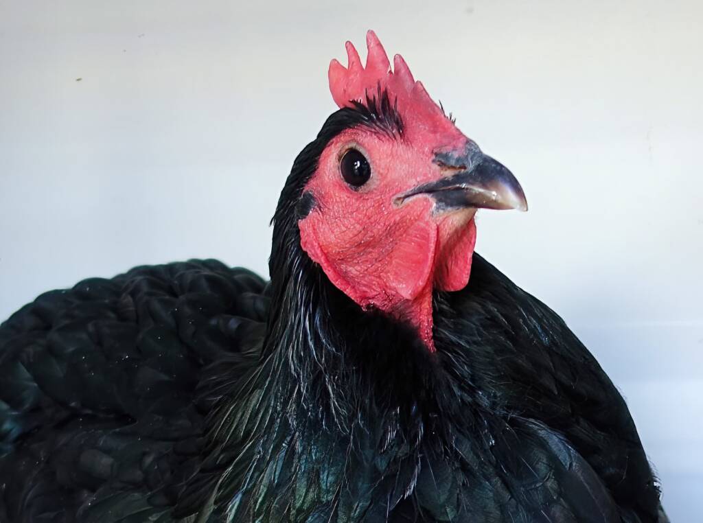 1st Prize Poultry Award Craig Whan Class P6 - Australorp (female) & Reserve Champion Heavy Breed Large Fowl Award - Most Outstanding Exhibit Craig Whan, Alice Springs Show 2023
