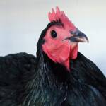 1st Prize Poultry Award Craig Whan Class P6 - Australorp (female) & Reserve Champion Heavy Breed Large Fowl Award - Most Outstanding Exhibit Craig Whan, Alice Springs Show 2023