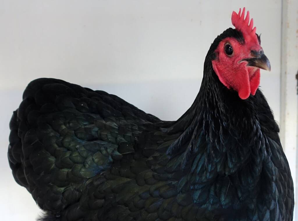 1st Prize Poultry Award Craig Whan Class P6 - Australorp (female) & Reserve Champion Heavy Breed Large Fowl Award - Most Outstanind Exhibit Craig Whan, Alice Springs Show 2023