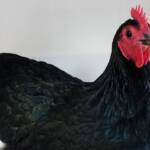 1st Prize Poultry Award Craig Whan Class P6 - Australorp (female) & Reserve Champion Heavy Breed Large Fowl Award - Most Outstanding Exhibit Craig Whan, Alice Springs Show 2023