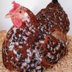 Poultry Show - Orpington, Alice Springs Show 2019