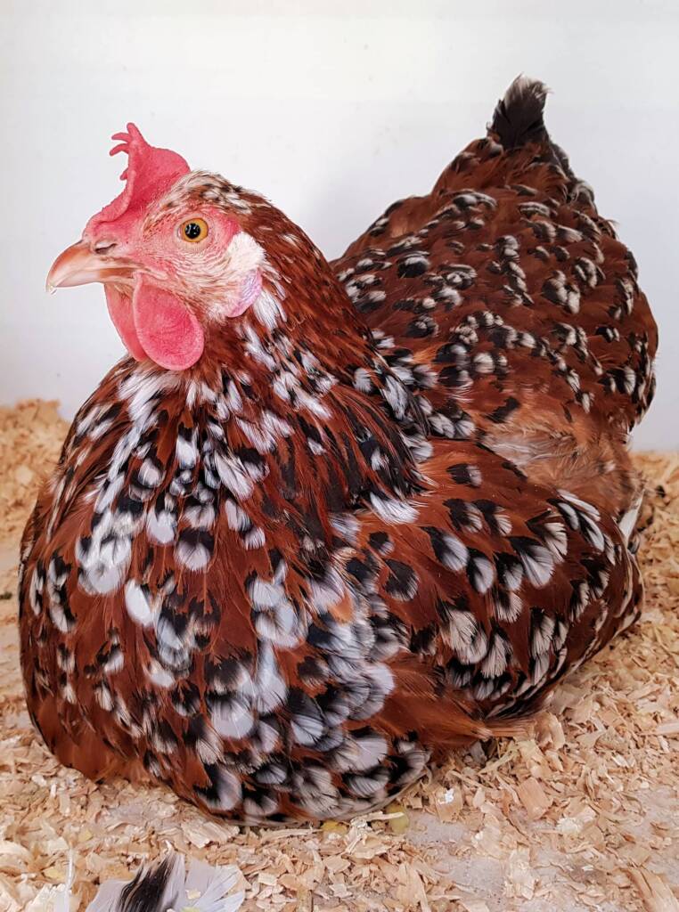 Poultry Show - Orpington, Alice Springs Show 2019