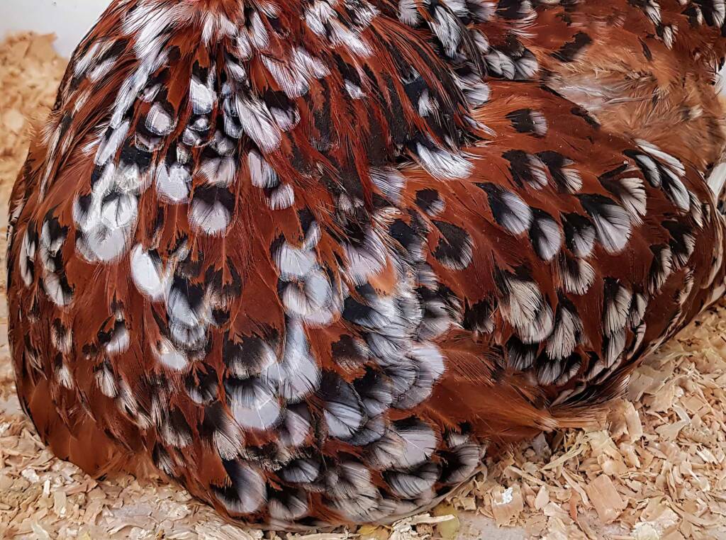Poultry Show - Orpington, Alice Springs Show 2019