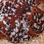 Poultry Show - Orpington, Alice Springs Show 2019