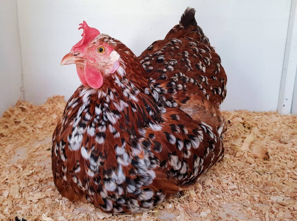 Poultry Show - Orpington, Alice Springs Show 2019
