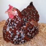 Poultry Show - Orpington, Alice Springs Show 2019