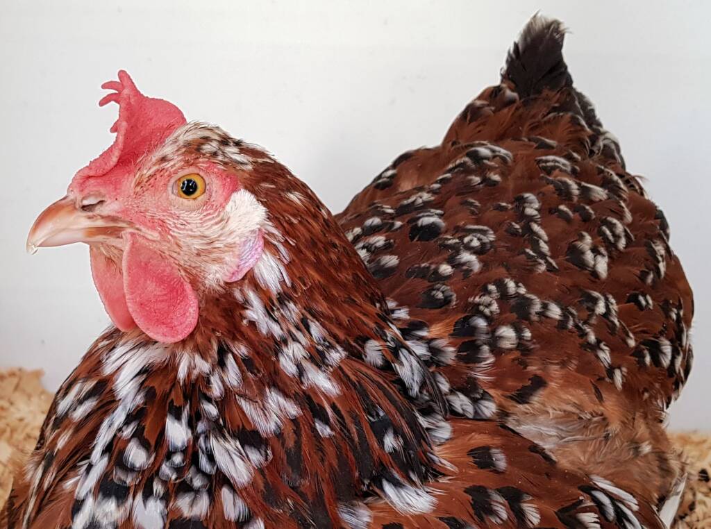 Poultry Show - Orpington, Alice Springs Show 2019