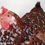 Poultry Show - Orpington, Alice Springs Show 2019