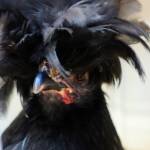 Polish Chicken, Alice Springs Show 2023