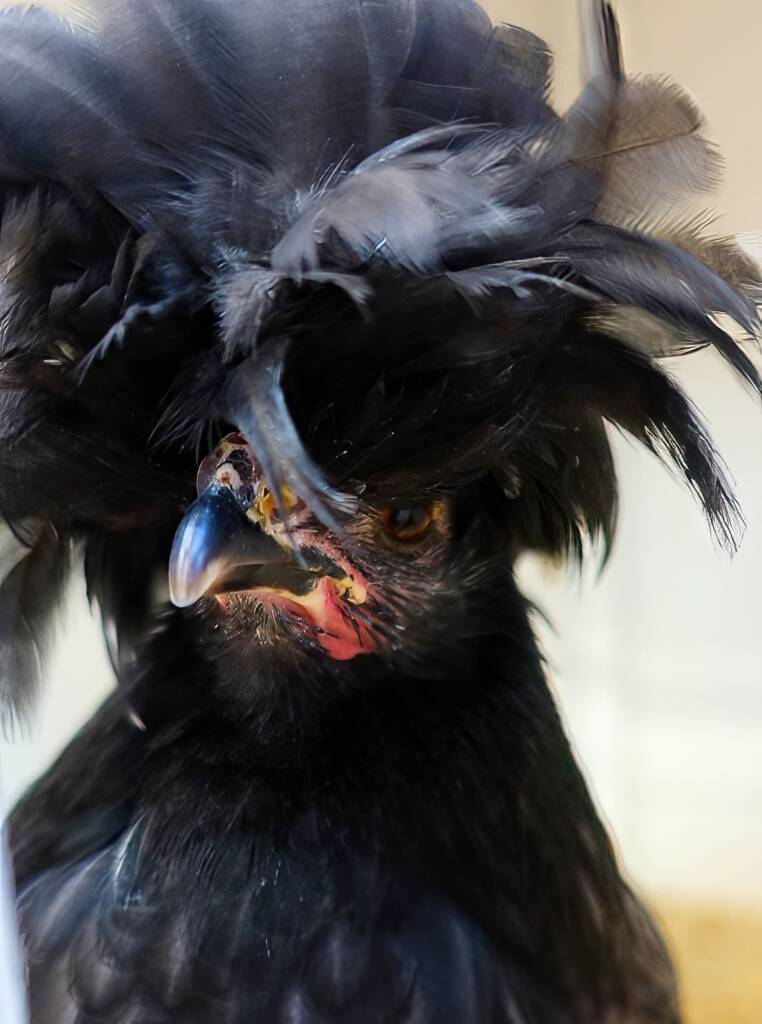 Polish Chicken, Alice Springs Show 2023