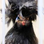 Polish Chicken, Alice Springs Show 2023