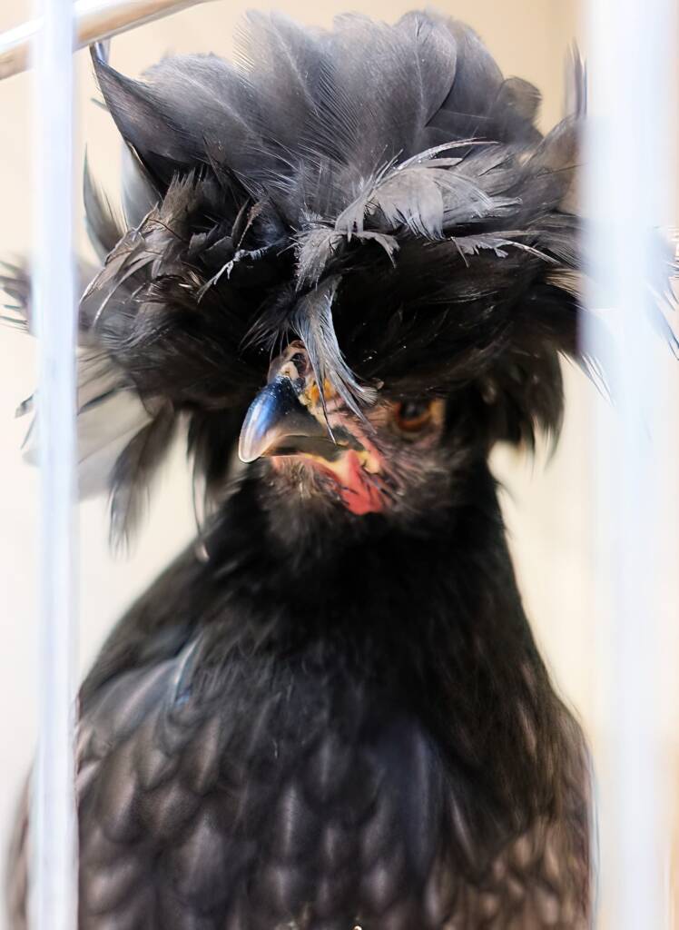 Polish Chicken, Alice Springs Show 2023