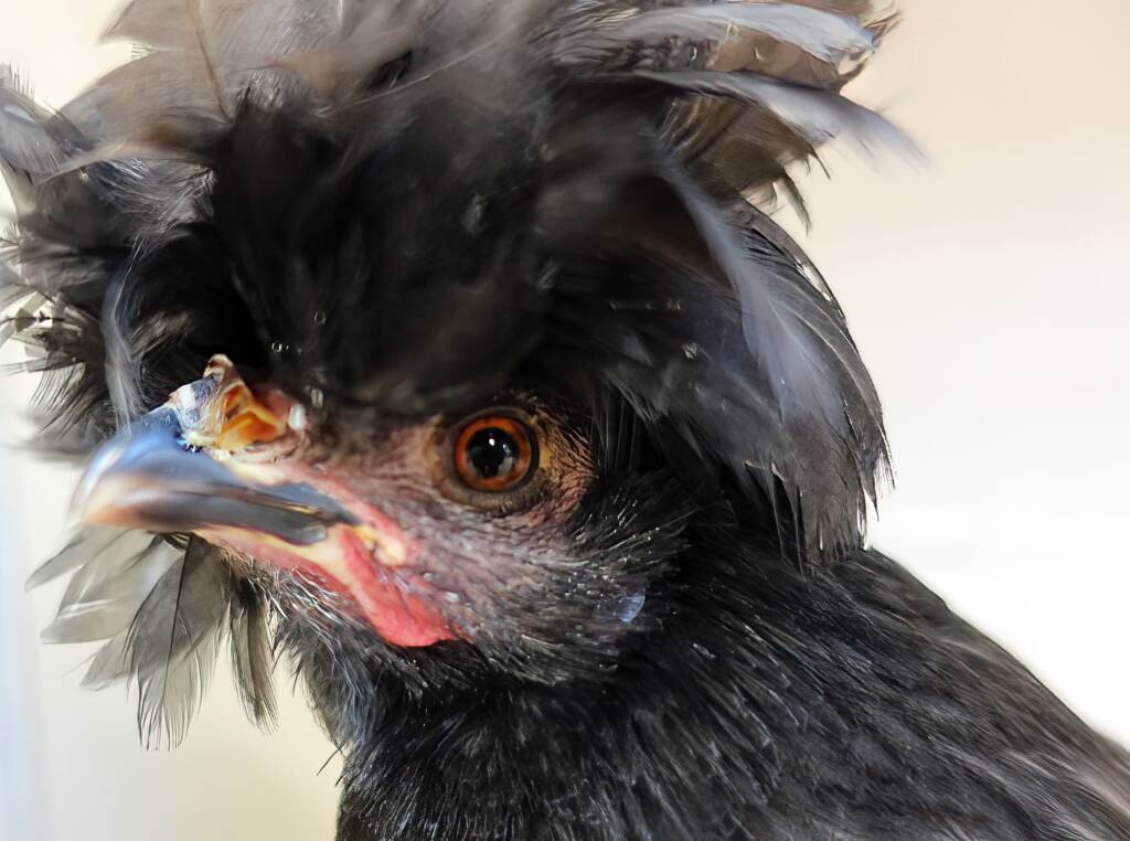 Polish Chicken, Alice Springs Show 2023