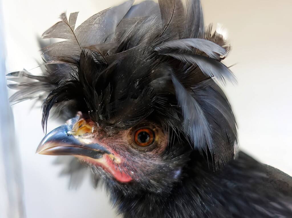 Polish Chicken, Alice Springs Show 2023