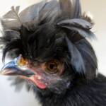 Polish Chicken, Alice Springs Show 2023
