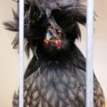 Polish Chicken, Alice Springs Show 2023