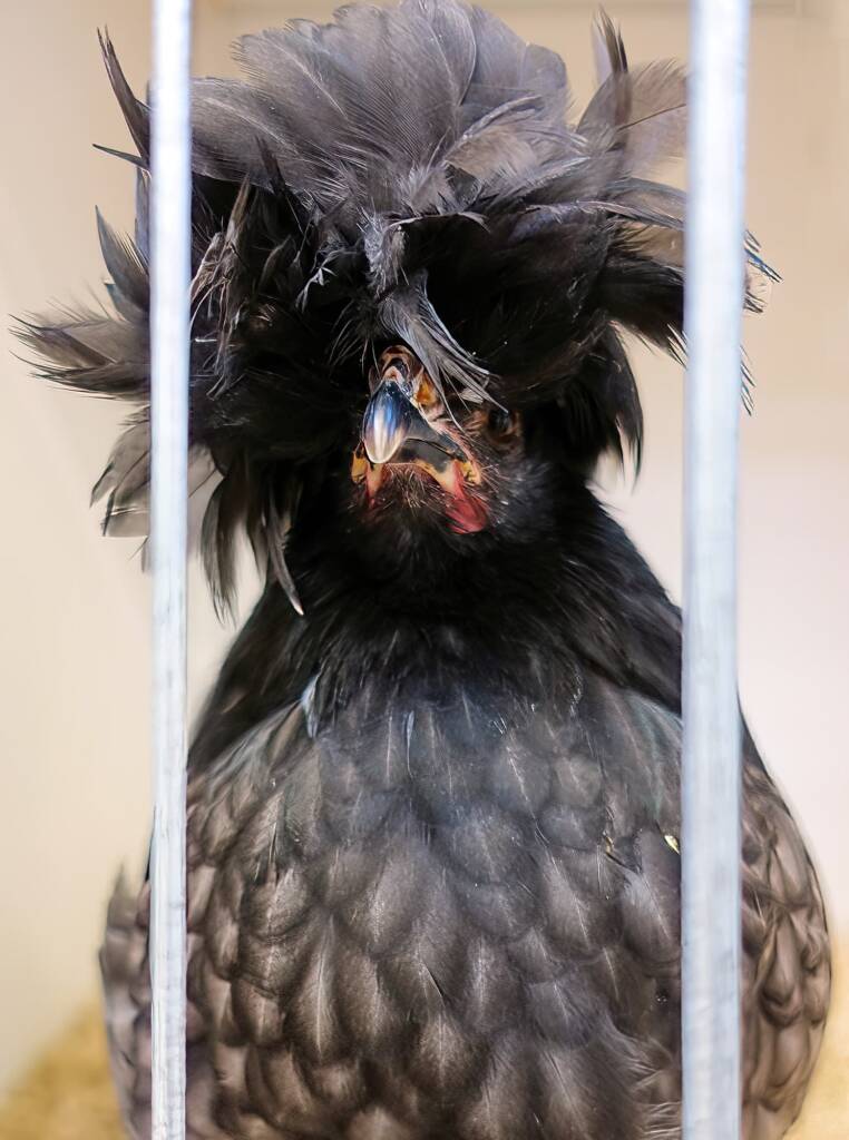 Polish Chicken, Alice Springs Show 2023