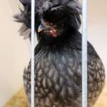 Polish Chicken, Alice Springs Show 2023