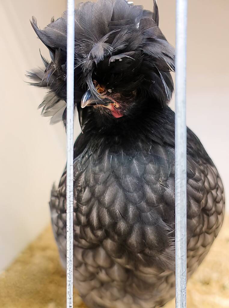 Polish Chicken, Alice Springs Show 2023