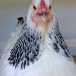 1st Prize Poultry Award Nicole Joy - Class P12 - Sussex (female), Alice Springs Show 2023
