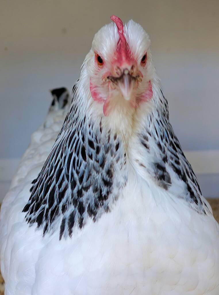1st Prize Poultry Award Nicole Joy - Class P12 - Sussex (female), Alice Springs Show 2023