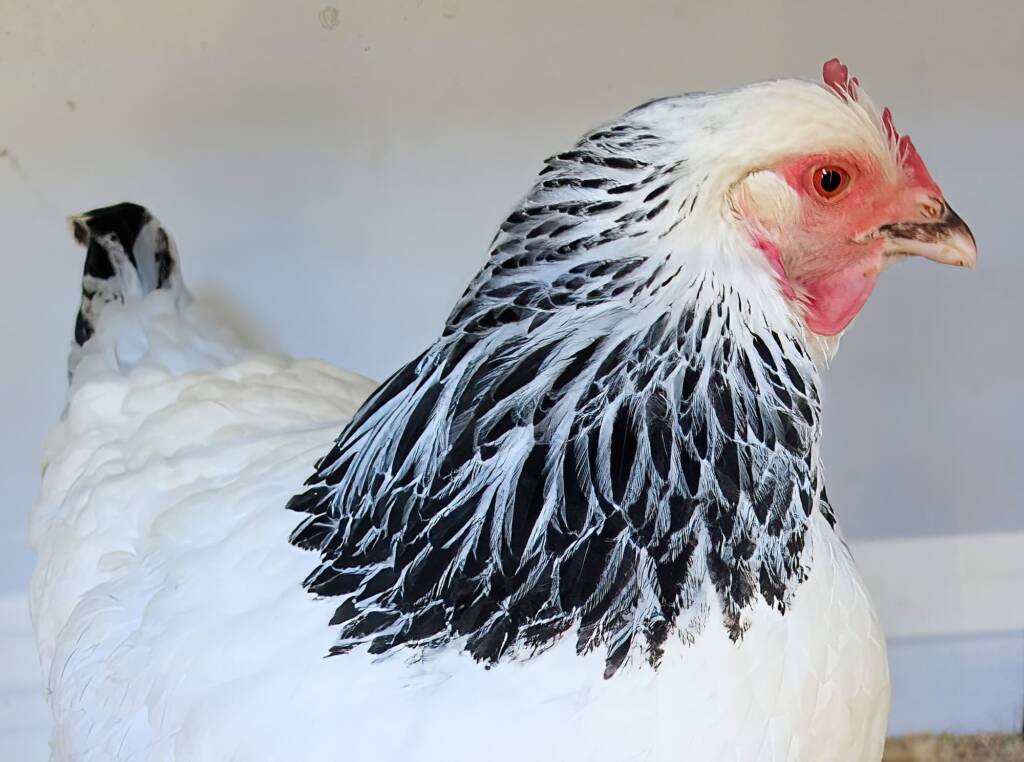 1st Prize Poultry Award Nicole Joy - Class P12 - Sussex (female), Alice Springs Show 2023