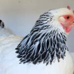 1st Prize Poultry Award Nicole Joy - Class P12 - Sussex (female), Alice Springs Show 2023