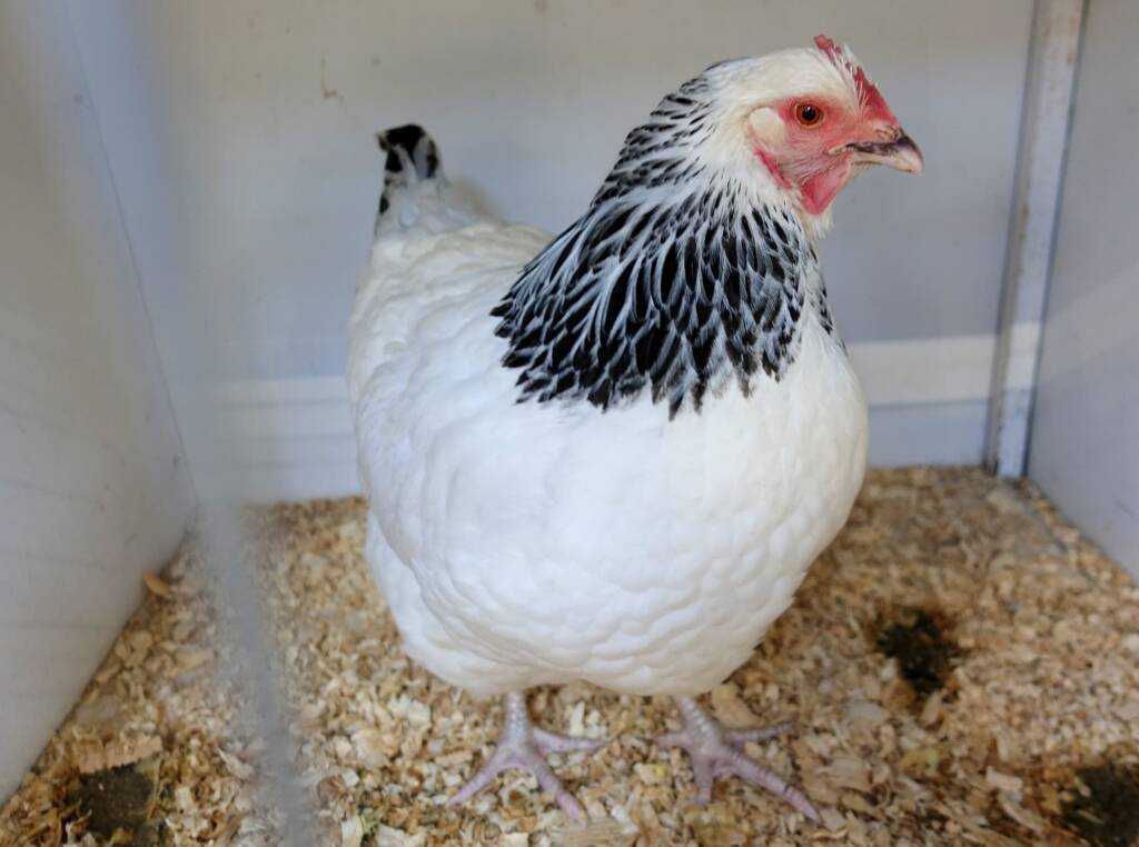 1st Prize Poultry Award Nicole Joy - Class P12 - Sussex (female), Alice Springs Show 2023