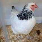 1st Prize Poultry Award Nicole Joy - Class P12 - Sussex (female), Alice Springs Show 2023