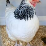 1st Prize Poultry Award Nicole Joy - Class P12 - Sussex (female), Alice Springs Show 2023
