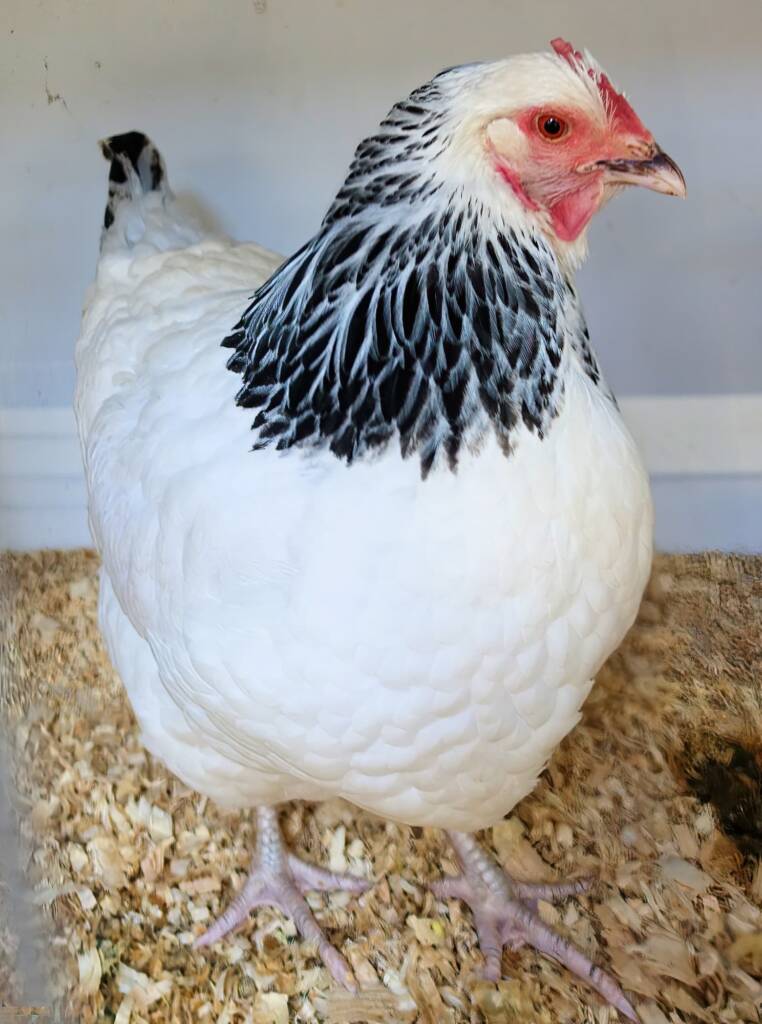1st Prize Poultry Award Nicole Joy - Class P12 - Sussex (female), Alice Springs Show 2023
