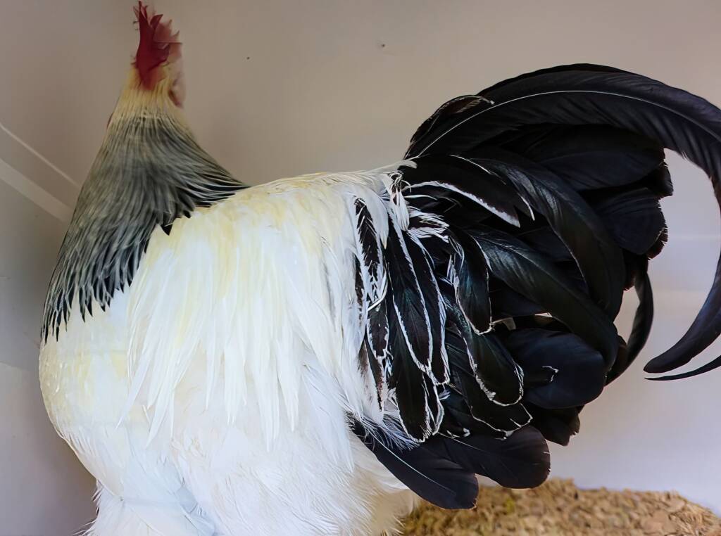 1st Prize Poultry Award Fiona Whan - Class P11 - Sussex (male), Alice Springs Show 2023