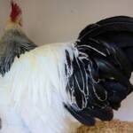 1st Prize Poultry Award Fiona Whan - Class P11 - Sussex (male), Alice Springs Show 2023