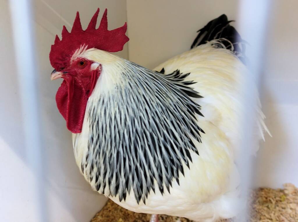 1st Prize Poultry Award Fiona Whan - Class P11 - Sussex (male), Alice Springs Show 2023