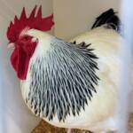 1st Prize Poultry Award Fiona Whan - Class P11 - Sussex (male), Alice Springs Show 2023