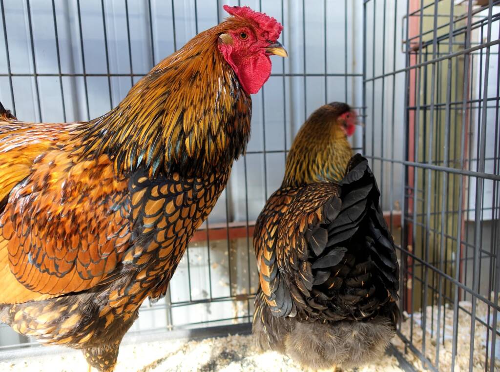 Wyandotte Chicken, Alice Springs Show 2023