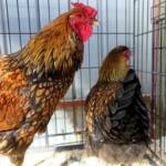 Wyandotte Chicken, Alice Springs Show 2023