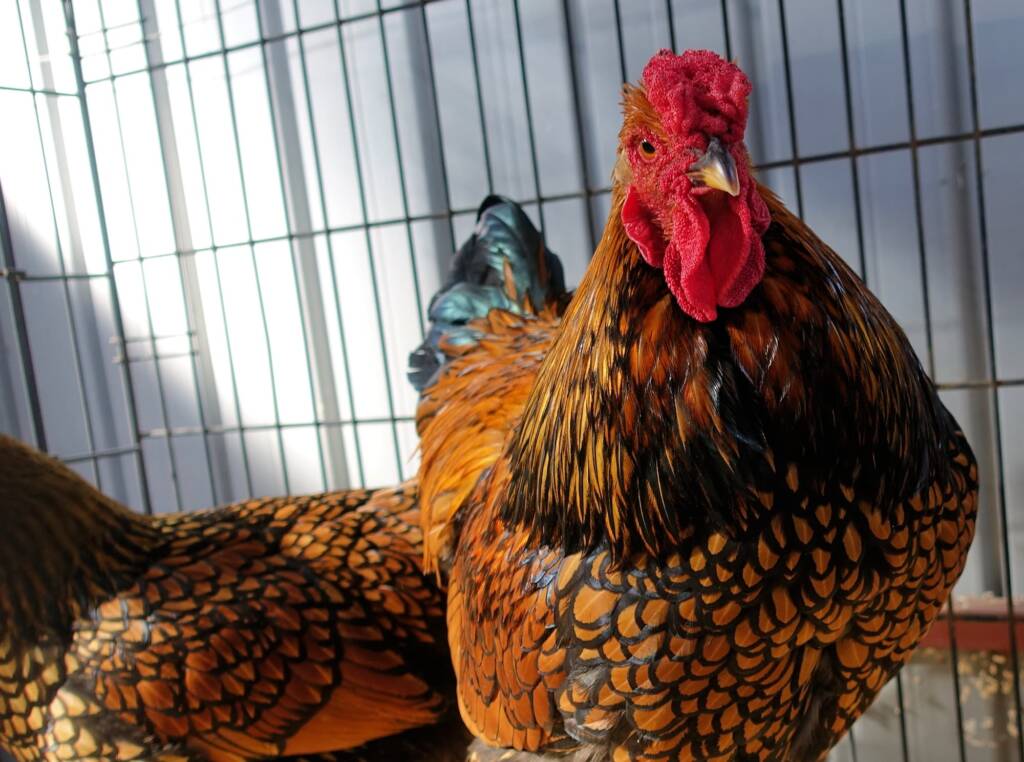 Wyandotte Chicken, Alice Springs Show 2023