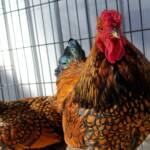 Wyandotte Chicken, Alice Springs Show 2023