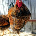 Wyandotte Chicken, Alice Springs Show 2023
