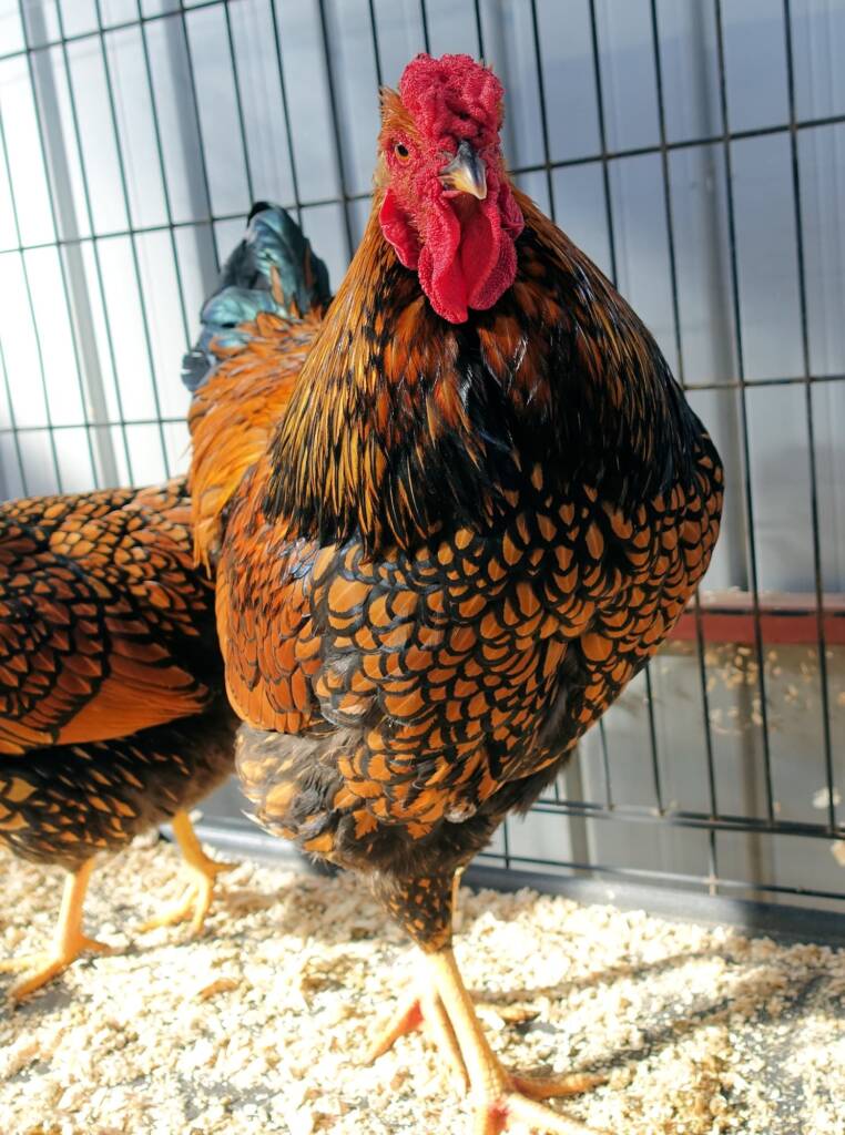 Wyandotte Chicken, Alice Springs Show 2023