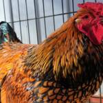 Wyandotte Chicken, Alice Springs Show 2023