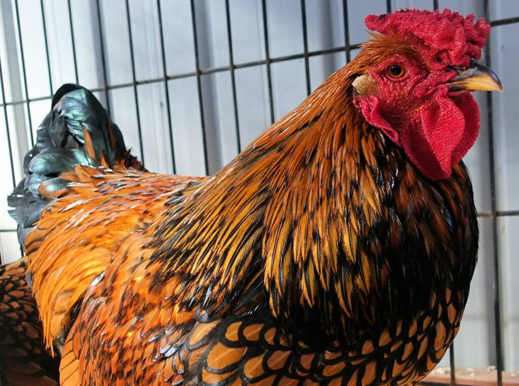 Wyandotte Chicken, Alice Springs Show 2023