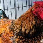 Wyandotte Chicken, Alice Springs Show 2023
